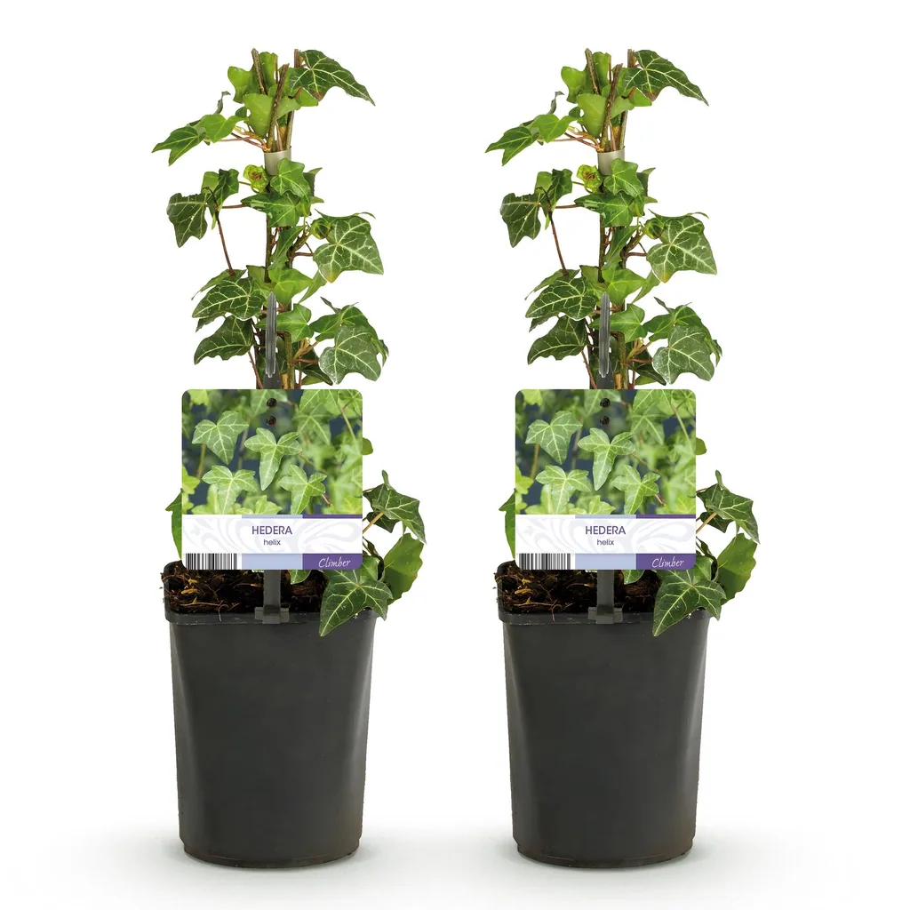 Efeu 'Glacier' 2er-Set (Hedera helix) – winterharte Kletterpflanze, Topf-Ø 11 cm, Höhe ca. 40 cm