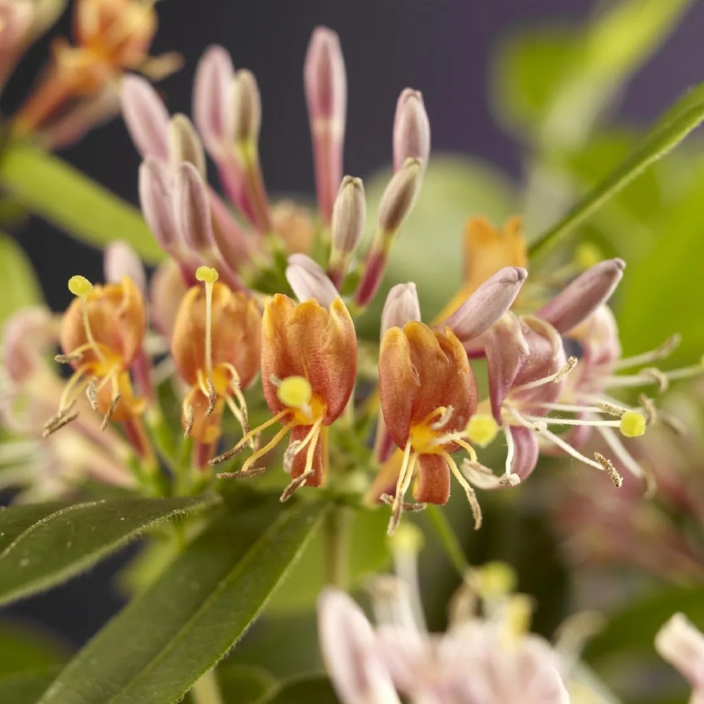 Immergrünes Geißblatt 2er-Set (Lonicera henryi) – winterharte Kletterpflanze, Topf-Ø 11 cm, Höhe ca. 40 cm