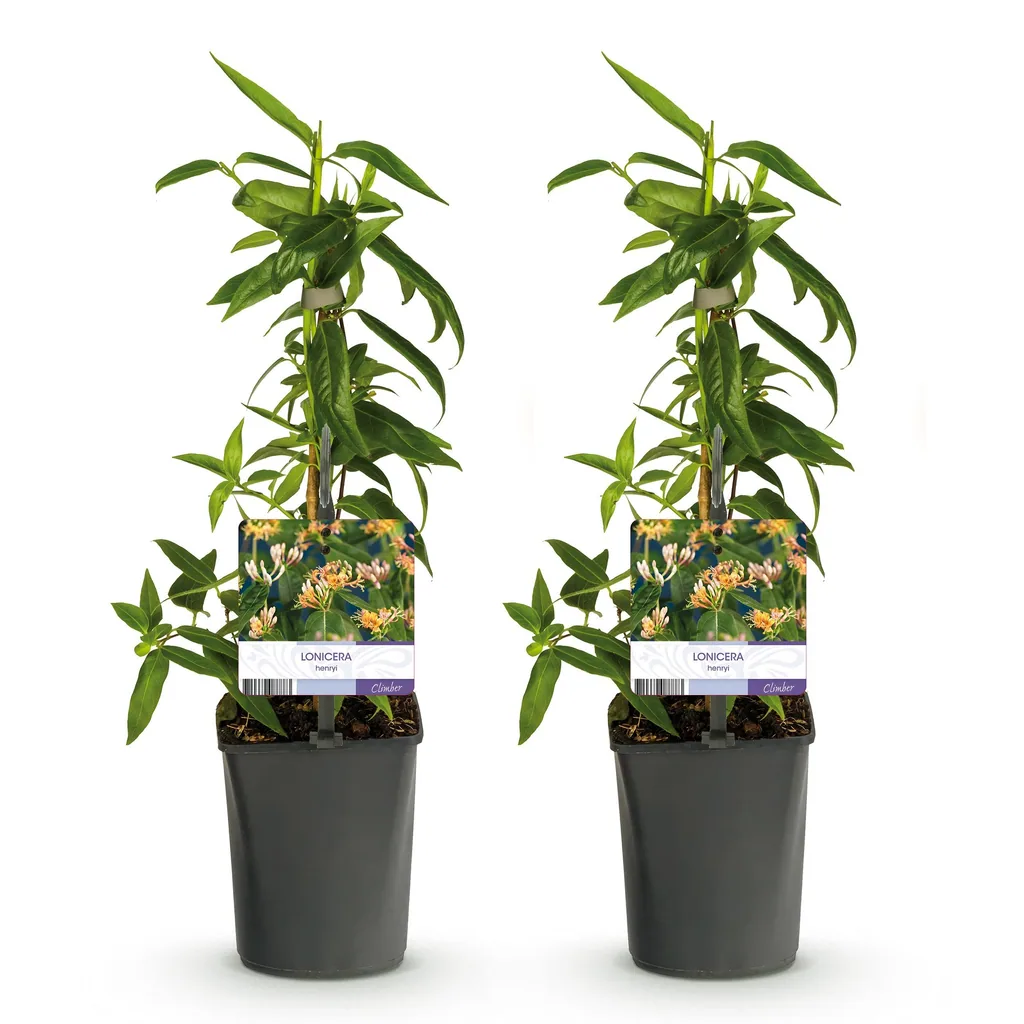 Immergrünes Geißblatt 2er-Set (Lonicera henryi) – winterharte Kletterpflanze, Topf-Ø 11 cm, Höhe ca. 40 cm