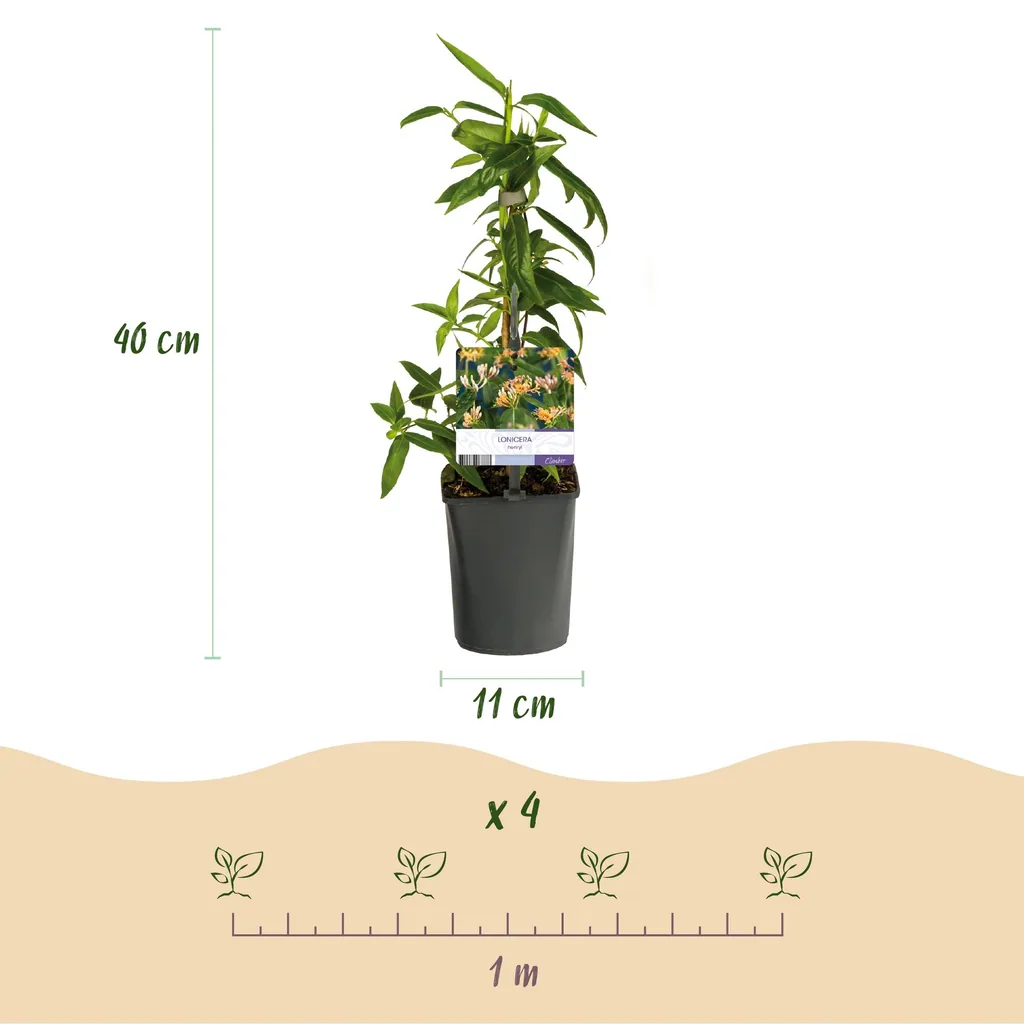 Immergrünes Geißblatt 2er-Set (Lonicera henryi) – winterharte Kletterpflanze, Topf-Ø 11 cm, Höhe ca. 40 cm