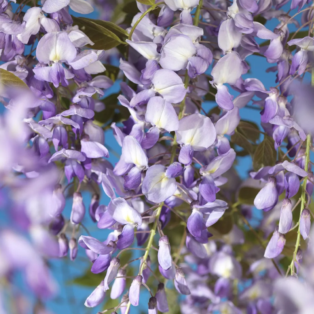 Japanischer Blauregen 'Prolific' (Wisteria floribunda) – winterharte Kletterpflanze, Topf-Ø 11 cm, Höhe ca. 40 cm