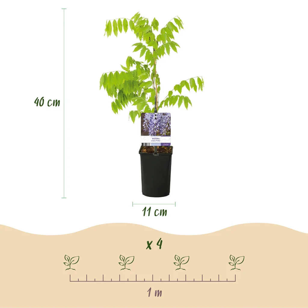 Japanischer Blauregen 'Prolific' (Wisteria floribunda) – winterharte Kletterpflanze, Topf-Ø 11 cm, Höhe ca. 40 cm