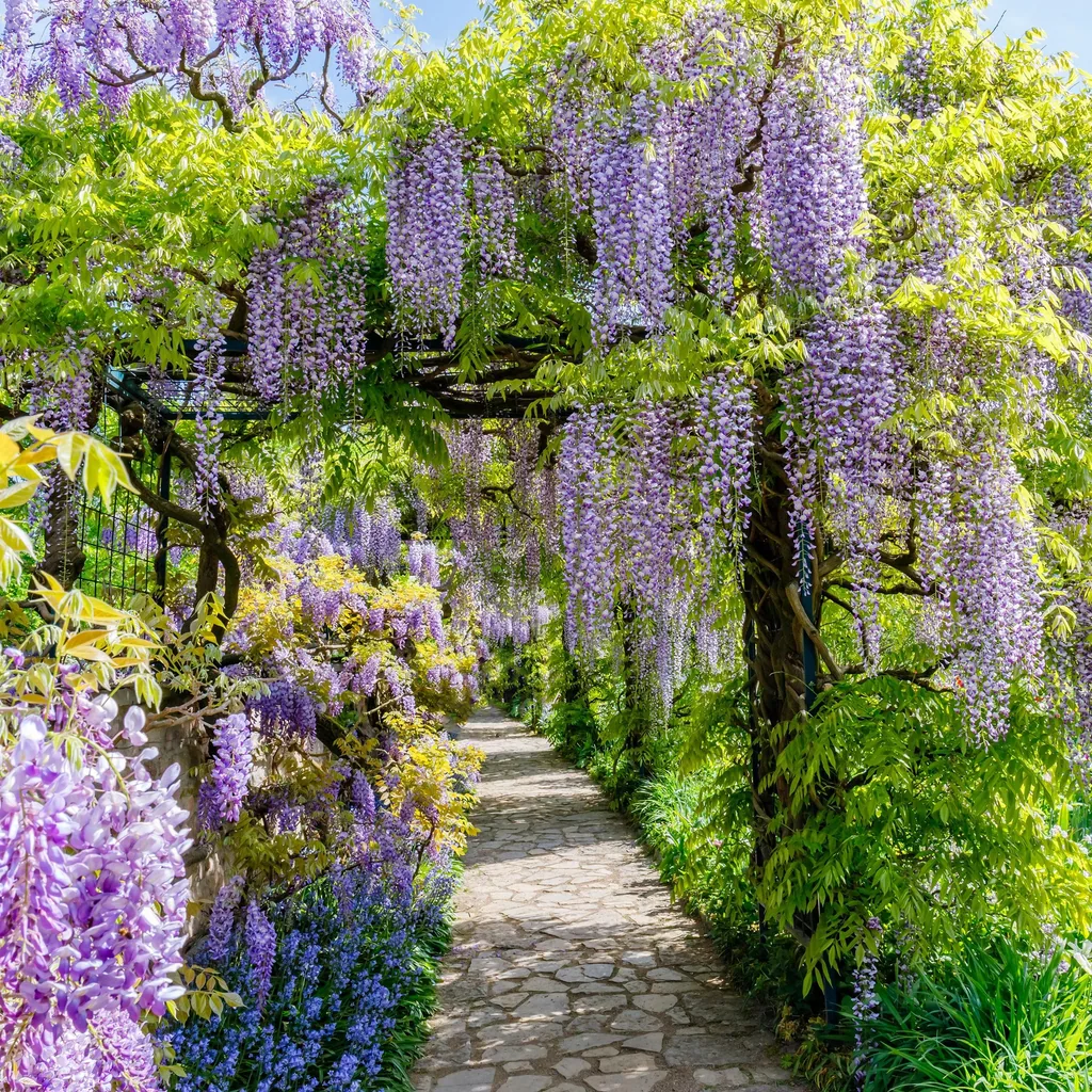 Japanischer Blauregen 'Prolific' (Wisteria floribunda) – winterharte Kletterpflanze, Topf-Ø 11 cm, Höhe ca. 40 cm