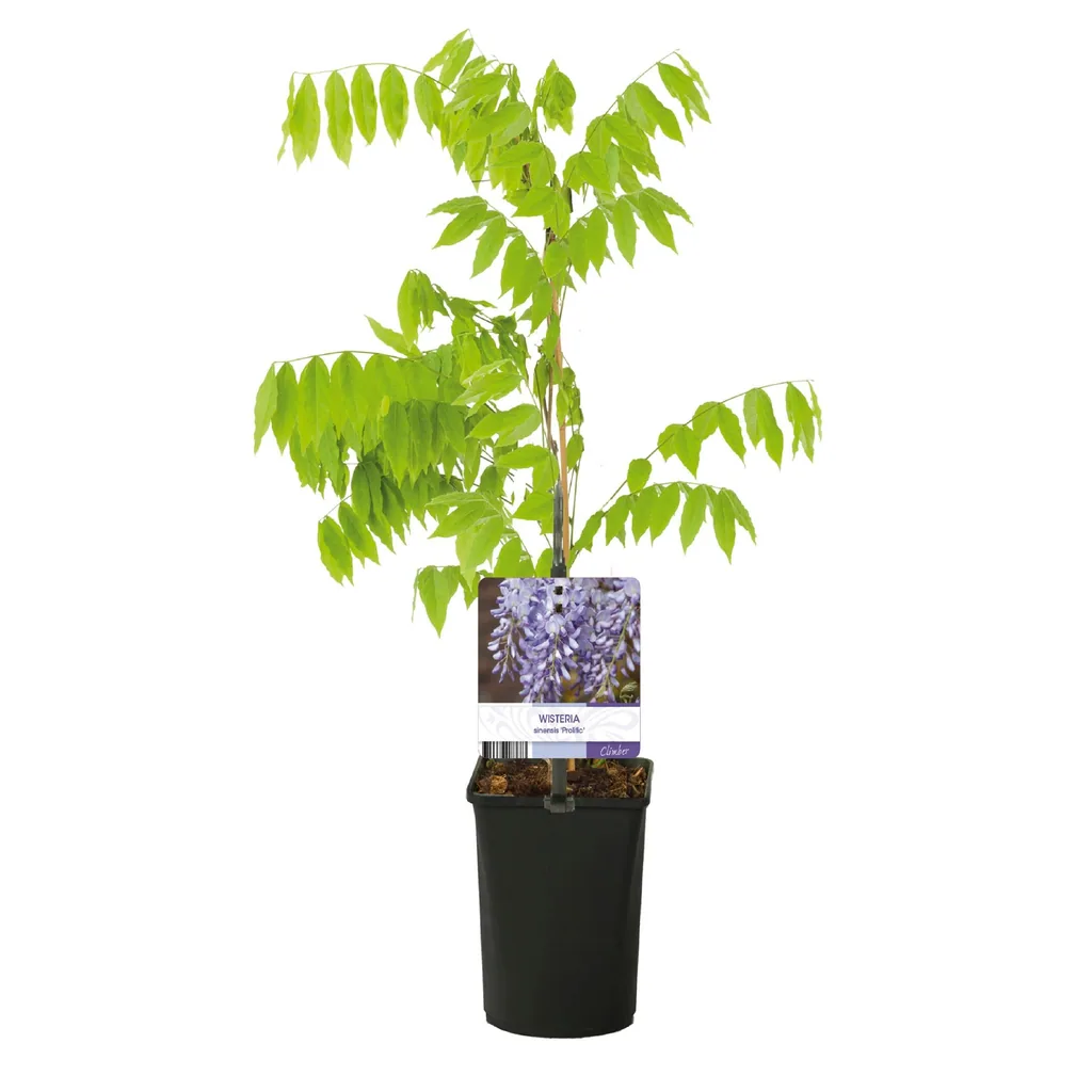 Japanischer Blauregen 'Prolific' (Wisteria floribunda) – winterharte Kletterpflanze, Topf-Ø 11 cm, Höhe ca. 40 cm