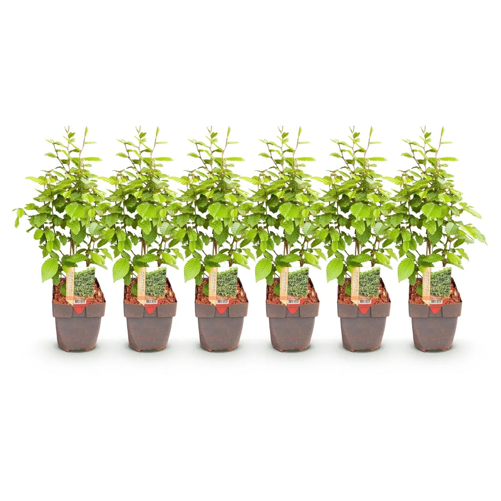 Hainbuche 6er-Set (Carpinus betulus) – winterharter Laubbaum, Topf-Ø 17 cm, Höhe ca. 55 cm