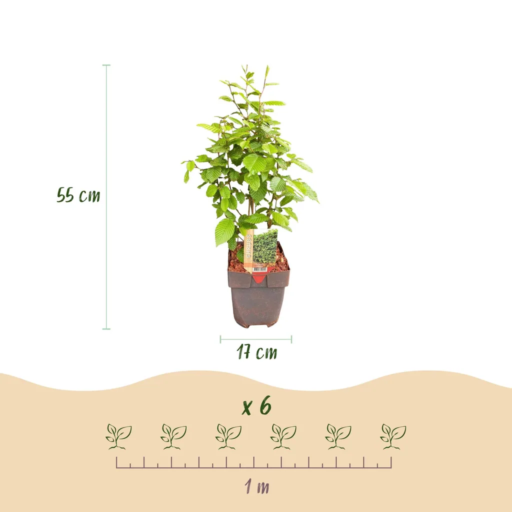 Hainbuche 6er-Set (Carpinus betulus) – winterharter Laubbaum, Topf-Ø 17 cm, Höhe ca. 55 cm