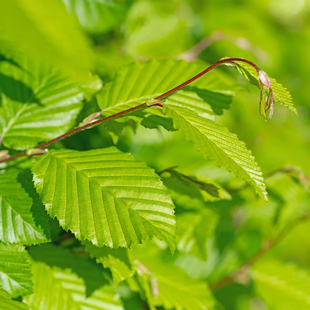 Hainbuche 6er-Set (Carpinus betulus) – winterharter Laubbaum, Topf-Ø 17 cm, Höhe ca. 55 cm