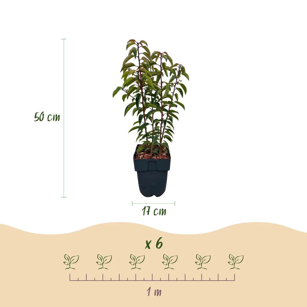 Portugiesischer Kirschlorbeer 'Angustifolia' 6er-Set (Prunus lusitanica) – winterharter immergrüner Strauch, Topf-Ø 17 cm, Höhe ca. 50 cm