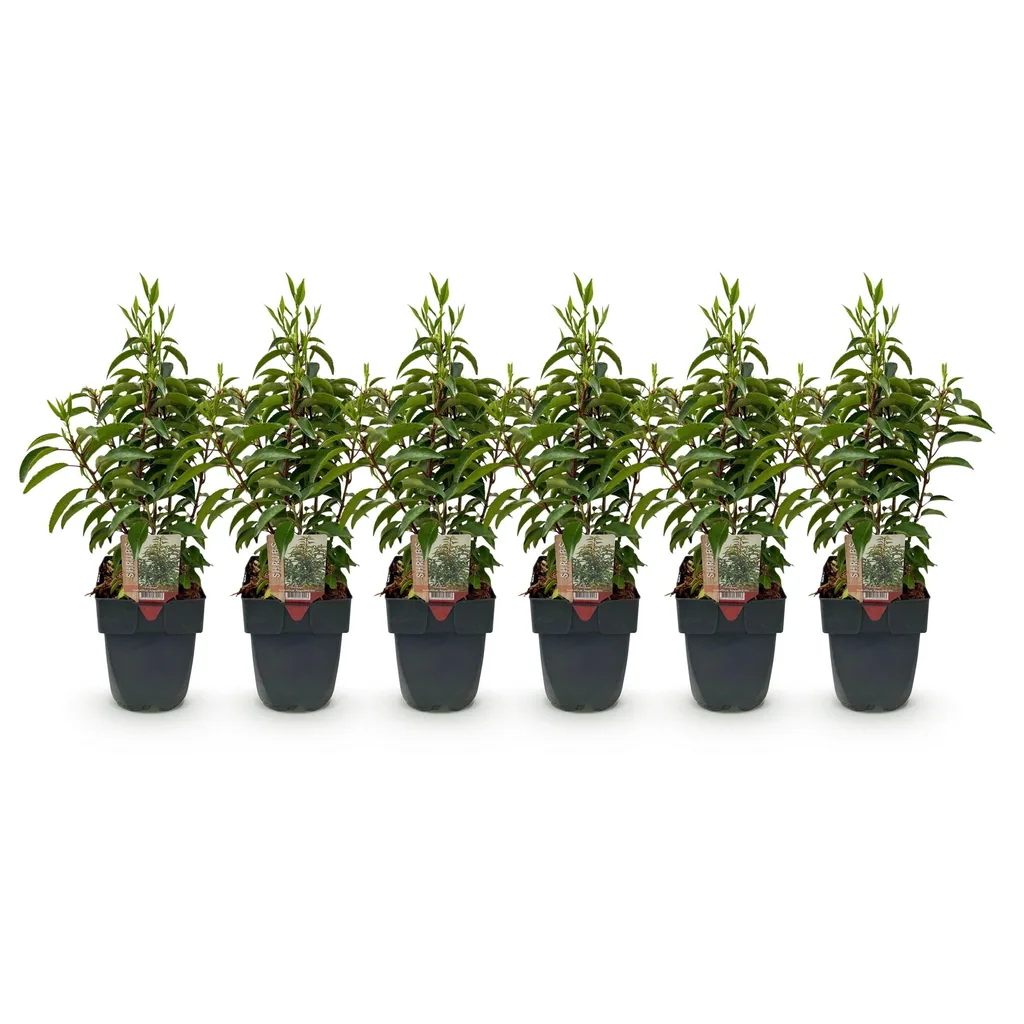 Portugiesischer Kirschlorbeer 'Angustifolia' 6er-Set (Prunus lusitanica) – winterharter immergrüner Strauch, Topf-Ø 17 cm, Höhe ca. 50 cm