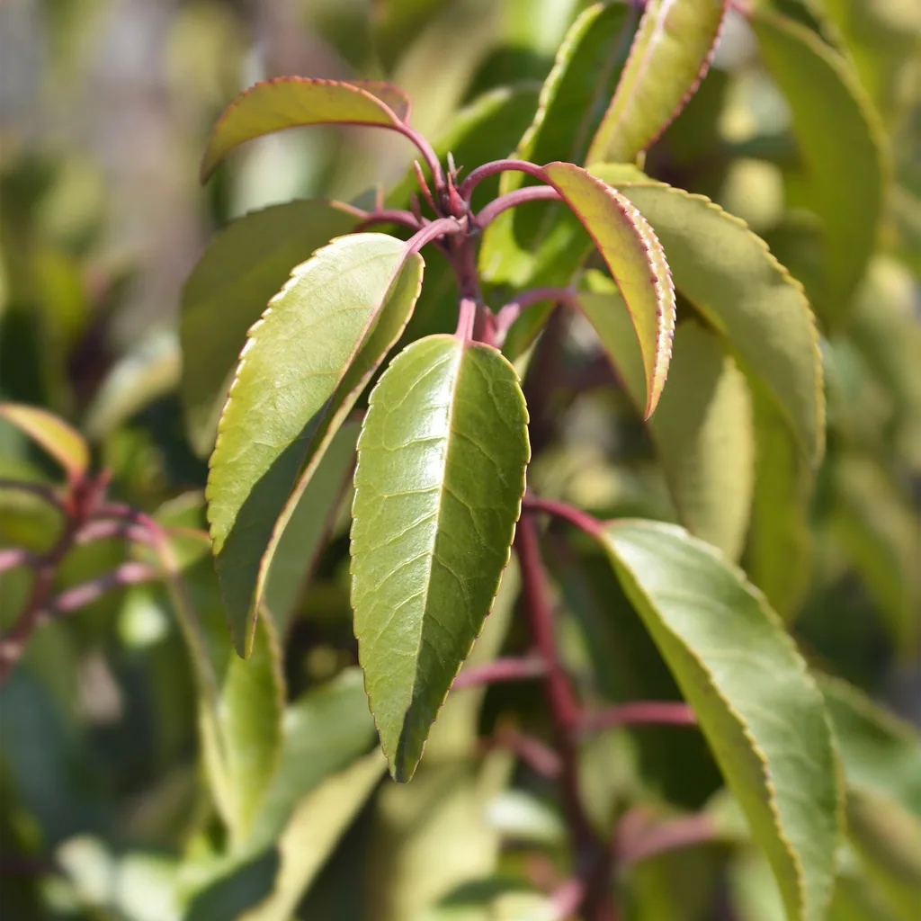 Portugiesischer Kirschlorbeer 'Angustifolia' 6er-Set (Prunus lusitanica) – winterharter immergrüner Strauch, Topf-Ø 17 cm, Höhe ca. 50 cm