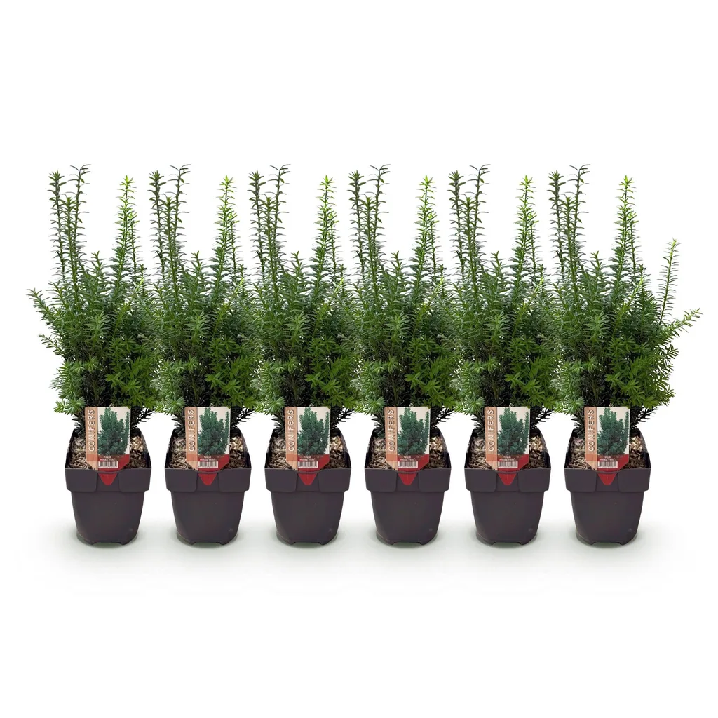 Bastard-Eibe 'Hilii' 6er-Set (Taxus media) – winterharter immergrüner Strauch, Topf-Ø 17 cm, Höhe ca. 60 cm