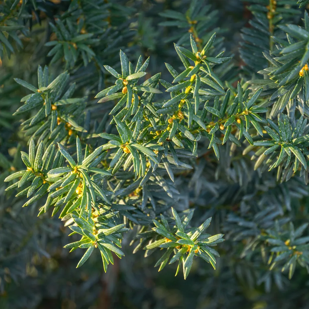 Bastard-Eibe 'Hilii' 6er-Set (Taxus media) – winterharter immergrüner Strauch, Topf-Ø 17 cm, Höhe ca. 60 cm