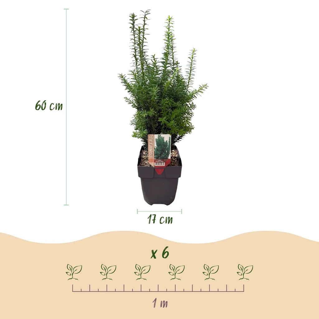 Bastard-Eibe 'Hilii' 6er-Set (Taxus media) – winterharter immergrüner Strauch, Topf-Ø 17 cm, Höhe ca. 60 cm