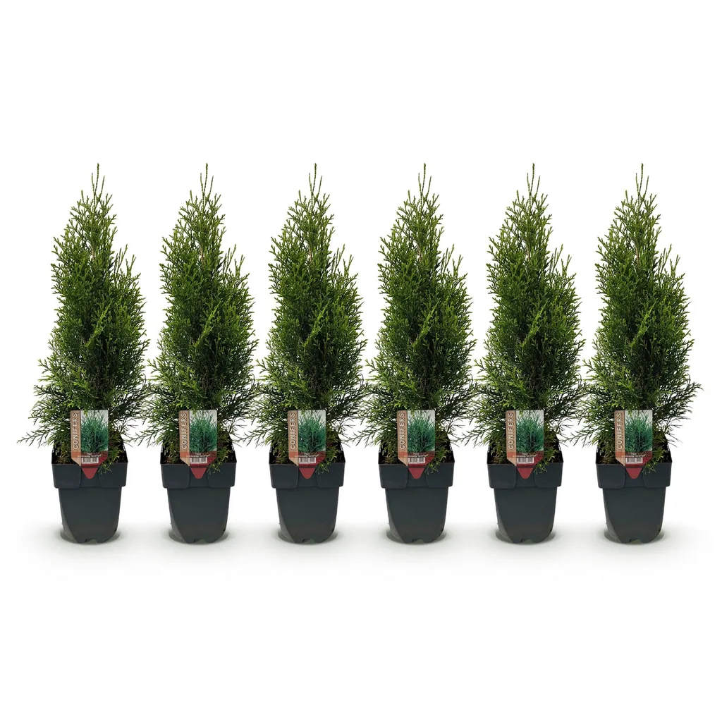Abendländischer Lebensbaum 'Smaragd' 6er-Set (Thuja occidentalis) – winterhartes Nadelgehölz, Topf-Ø 17 cm, Höhe ca. 60 cm