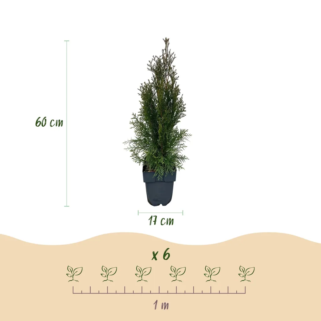 Abendländischer Lebensbaum 'Smaragd' 6er-Set (Thuja occidentalis) – winterhartes Nadelgehölz, Topf-Ø 17 cm, Höhe ca. 60 cm