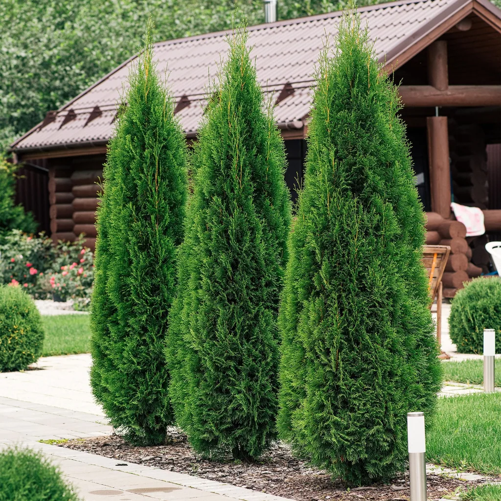 Abendländischer Lebensbaum 'Smaragd' 6er-Set (Thuja occidentalis) – winterhartes Nadelgehölz, Topf-Ø 17 cm, Höhe ca. 60 cm