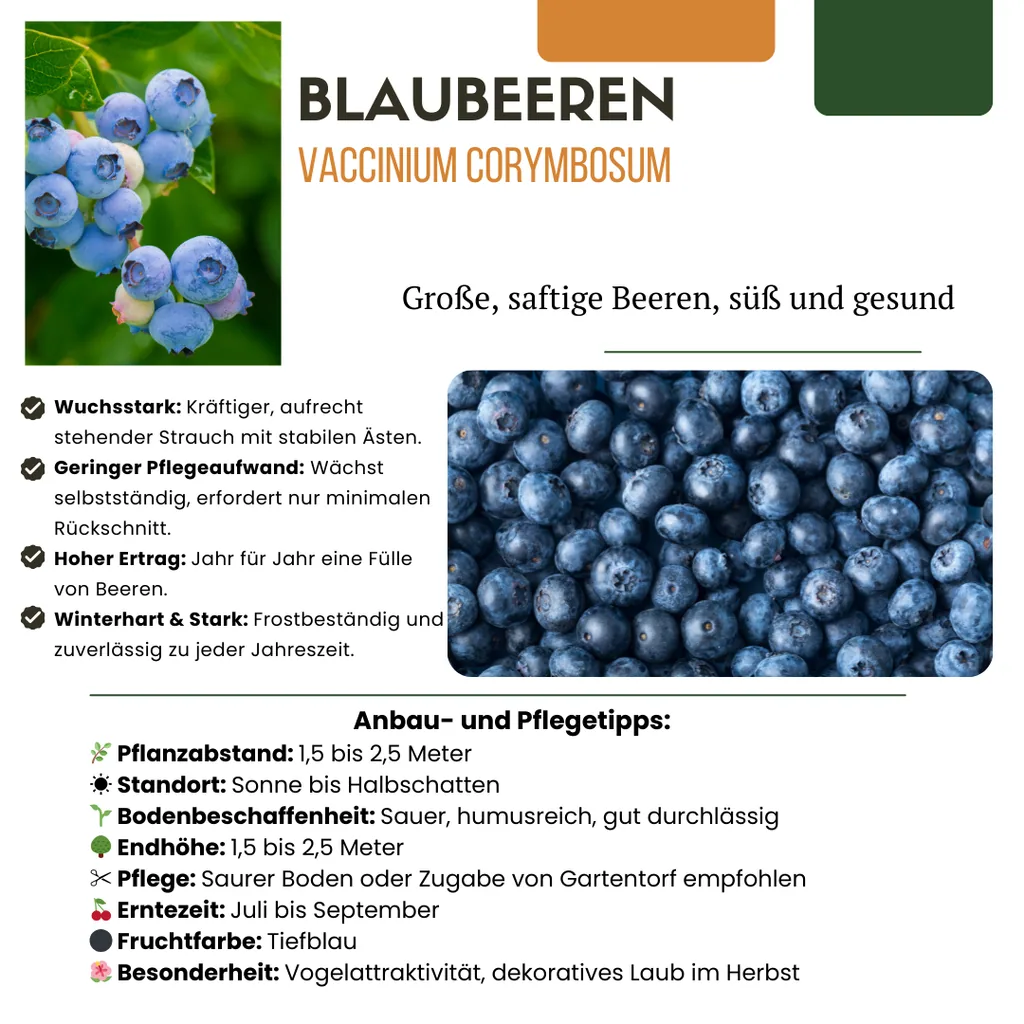 Heidelbeere 6er-Set (Vaccinium) – winterharte Beerenobst-Pflanze, Topf-Ø 13 cm, Höhe ca. 20 cm