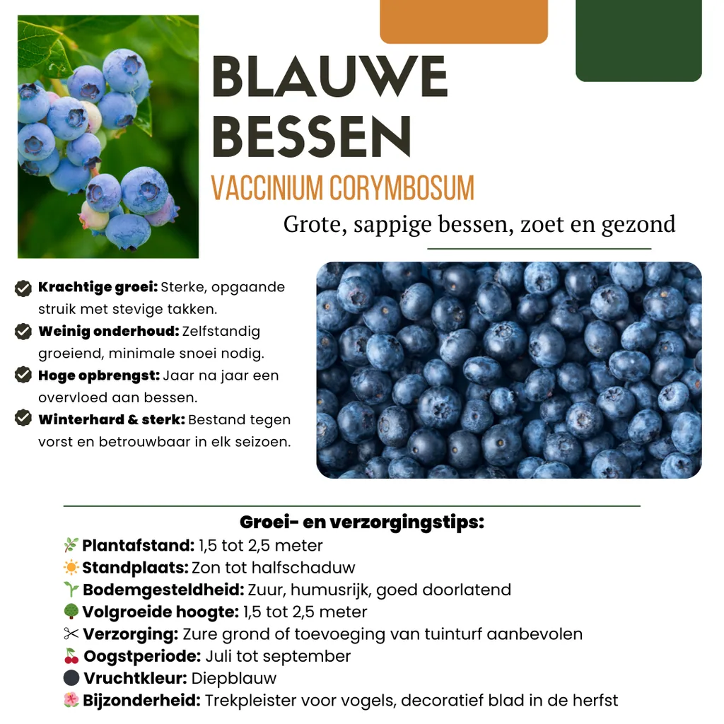 Heidelbeere 6er-Set (Vaccinium) – winterharte Beerenobst-Pflanze, Topf-Ø 13 cm, Höhe ca. 20 cm