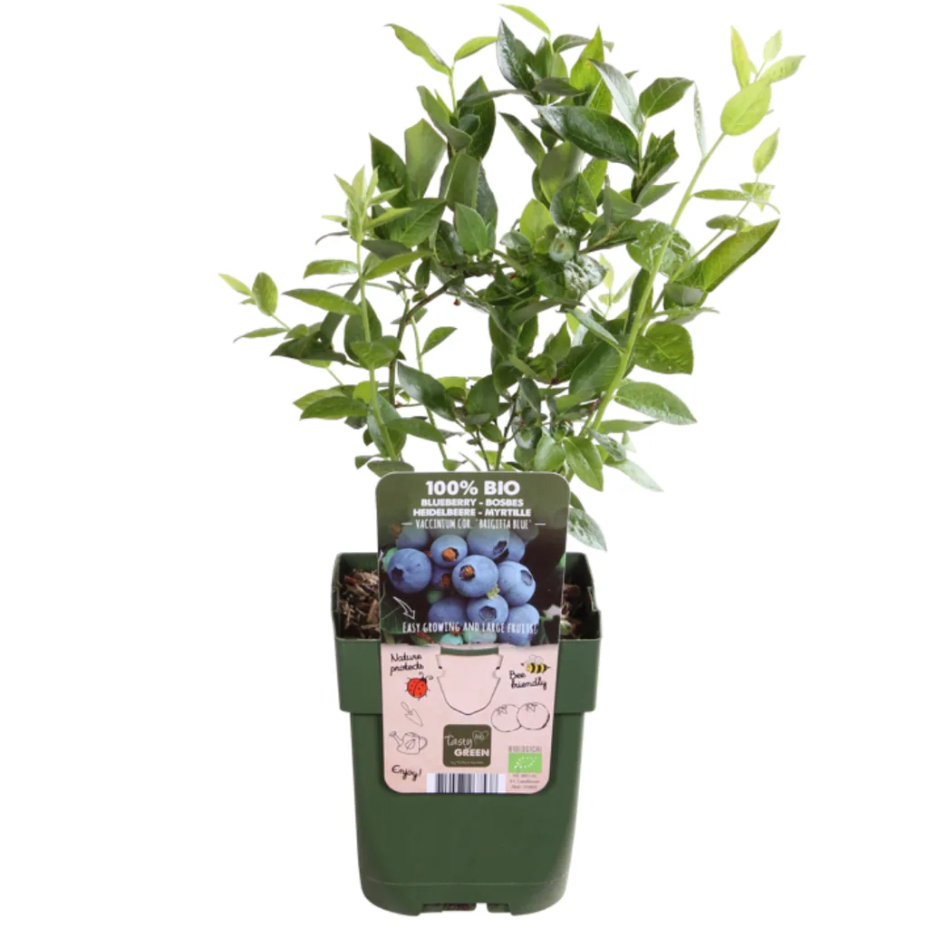 Heidelbeere 6er-Set (Vaccinium) – winterharte Beerenobst-Pflanze, Topf-Ø 13 cm, Höhe ca. 20 cm