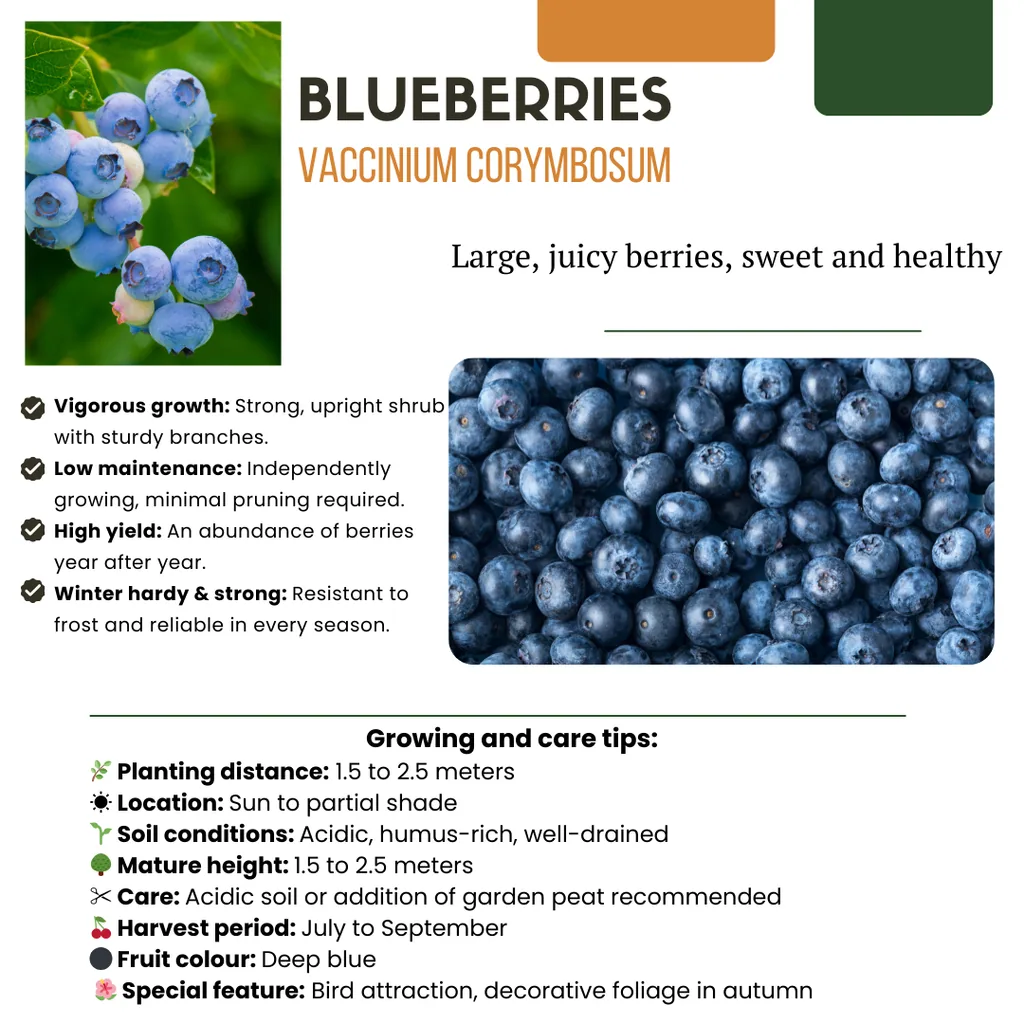 Heidelbeere 6er-Set (Vaccinium) – winterharte Beerenobst-Pflanze, Topf-Ø 13 cm, Höhe ca. 20 cm