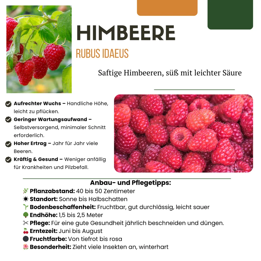 Himbeere 6er-Set (Rubus idaeus) – winterharte Beerenobst-Pflanze, Topf-Ø 13 cm, Höhe ca. 20 cm