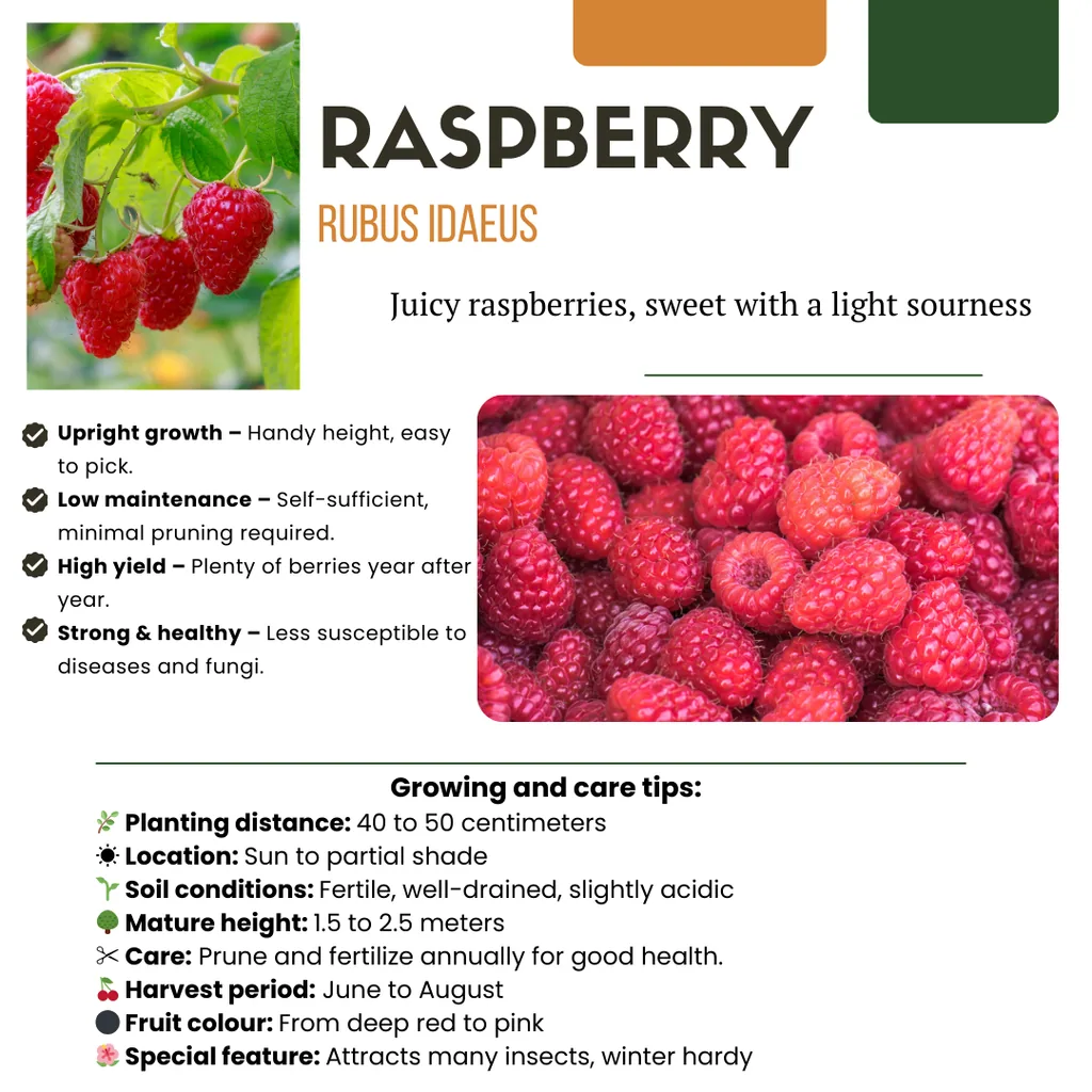 Himbeere 6er-Set (Rubus idaeus) – winterharte Beerenobst-Pflanze, Topf-Ø 13 cm, Höhe ca. 20 cm