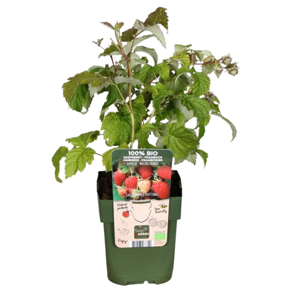Himbeere 6er-Set (Rubus idaeus) – winterharte Beerenobst-Pflanze, Topf-Ø 13 cm, Höhe ca. 20 cm