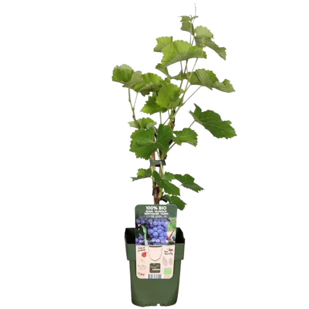 Weinrebe 6er-Set (Vitis vinifera) – winterharte Kletterpflanze, Topf-Ø 13 cm, Höhe ca. 20 cm