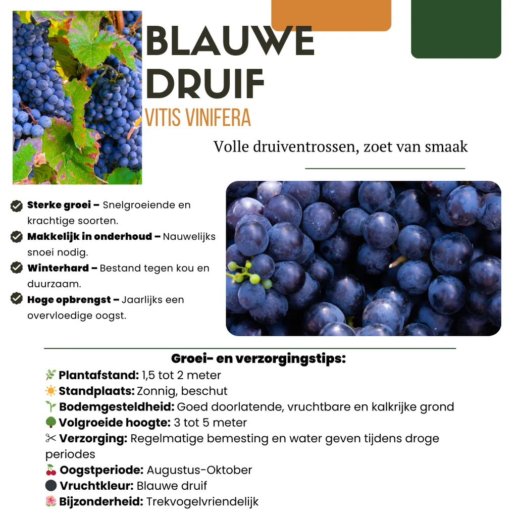 Weinrebe 6er-Set (Vitis vinifera) – winterharte Kletterpflanze, Topf-Ø 13 cm, Höhe ca. 20 cm