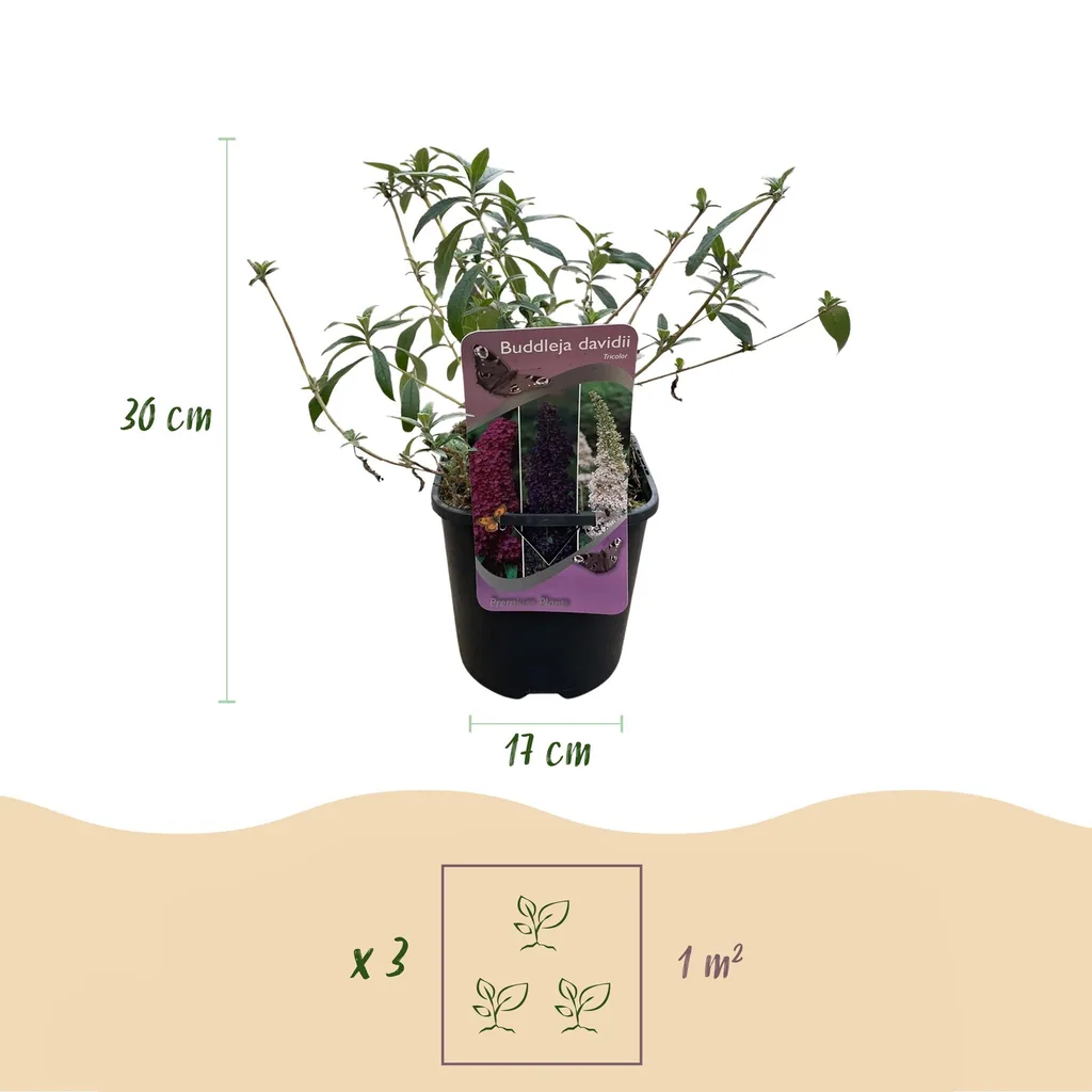 Schmetterlingsstrauch (Buddleja davidii) – winterharter Schmetterlingsstrauch, Höhe ca. 17 cm