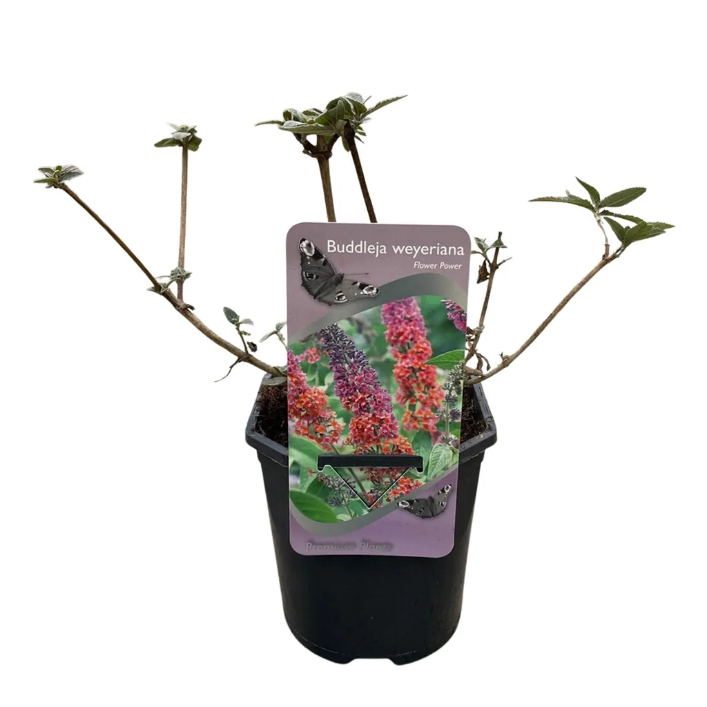 Schmetterlingsflieder 'Flower Power' (Buddleja davidii) – winterharter Blütenstrauch, Topf-Ø 17 cm, Höhe ca. 30 cm