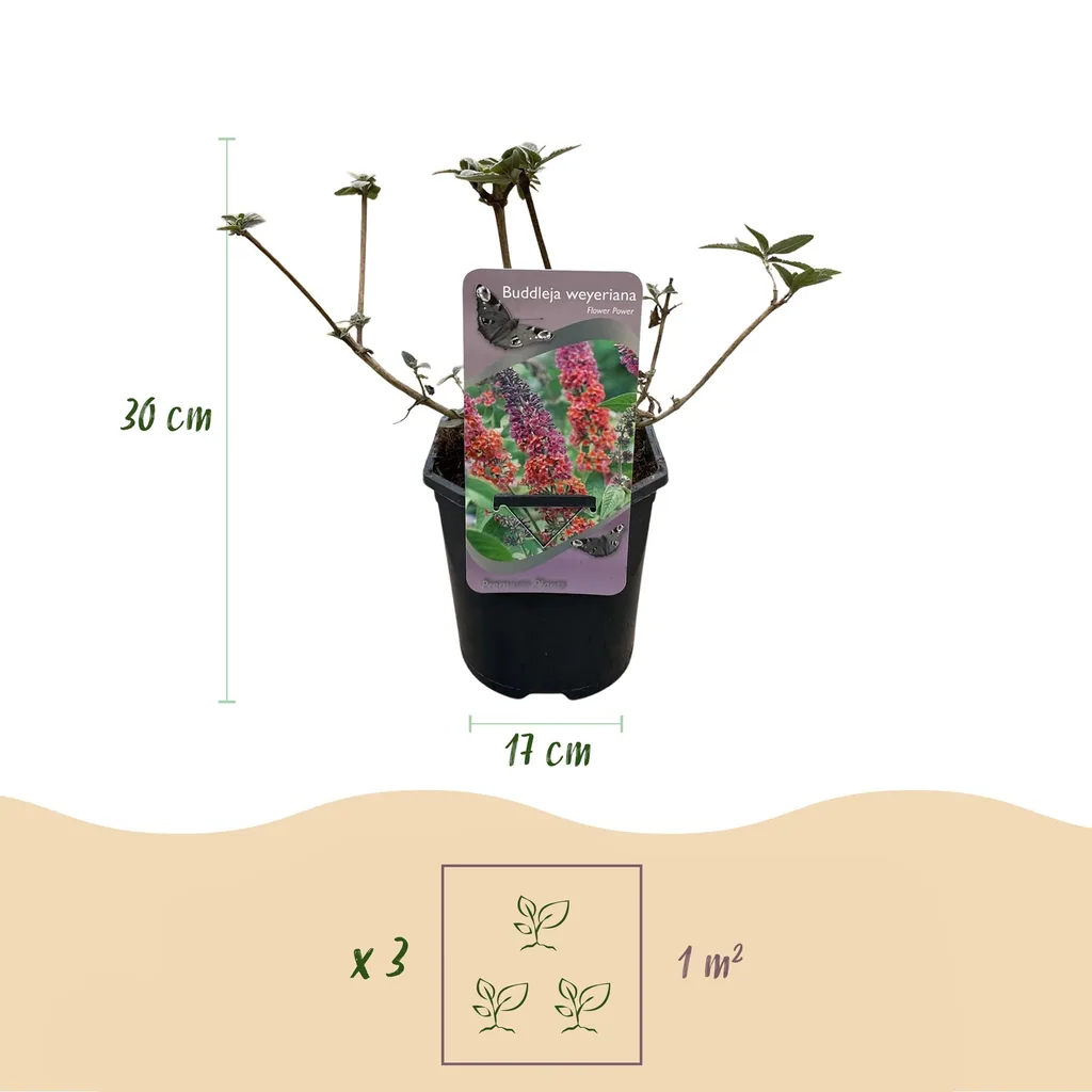 Schmetterlingsflieder 'Flower Power' (Buddleja davidii) – winterharter Blütenstrauch, Topf-Ø 17 cm, Höhe ca. 30 cm
