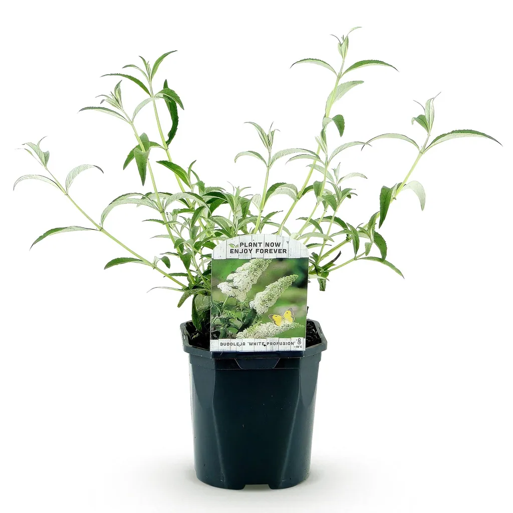 Sommerflieder 'White Profusion' (Buddleja davidii) – winterharter Blütenstrauch, Topf-Ø 17 cm, Höhe ca. 45 cm