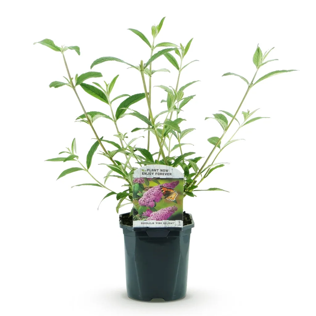 Sommerflieder 'Pink Delight' (Buddleja davidii) – winterharter Blütenstrauch, Topf-Ø 17 cm, Höhe ca. 45 cm