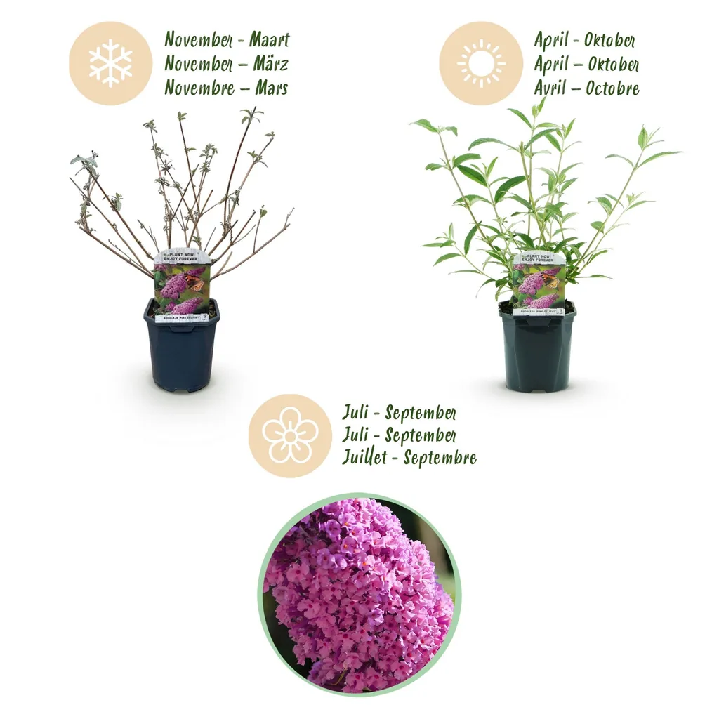 Sommerflieder 'Pink Delight' (Buddleja davidii) – winterharter Blütenstrauch, Topf-Ø 17 cm, Höhe ca. 45 cm