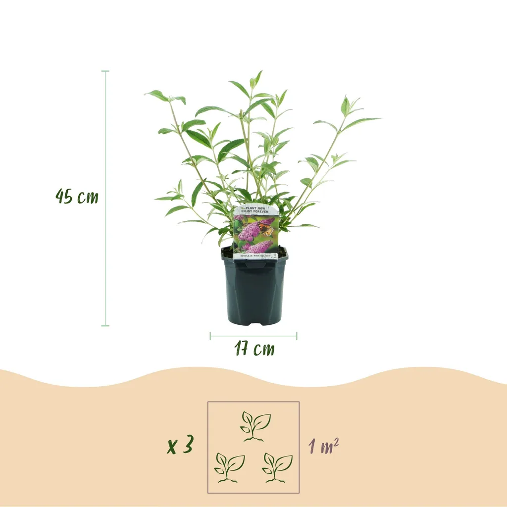 Sommerflieder 'Pink Delight' (Buddleja davidii) – winterharter Blütenstrauch, Topf-Ø 17 cm, Höhe ca. 45 cm