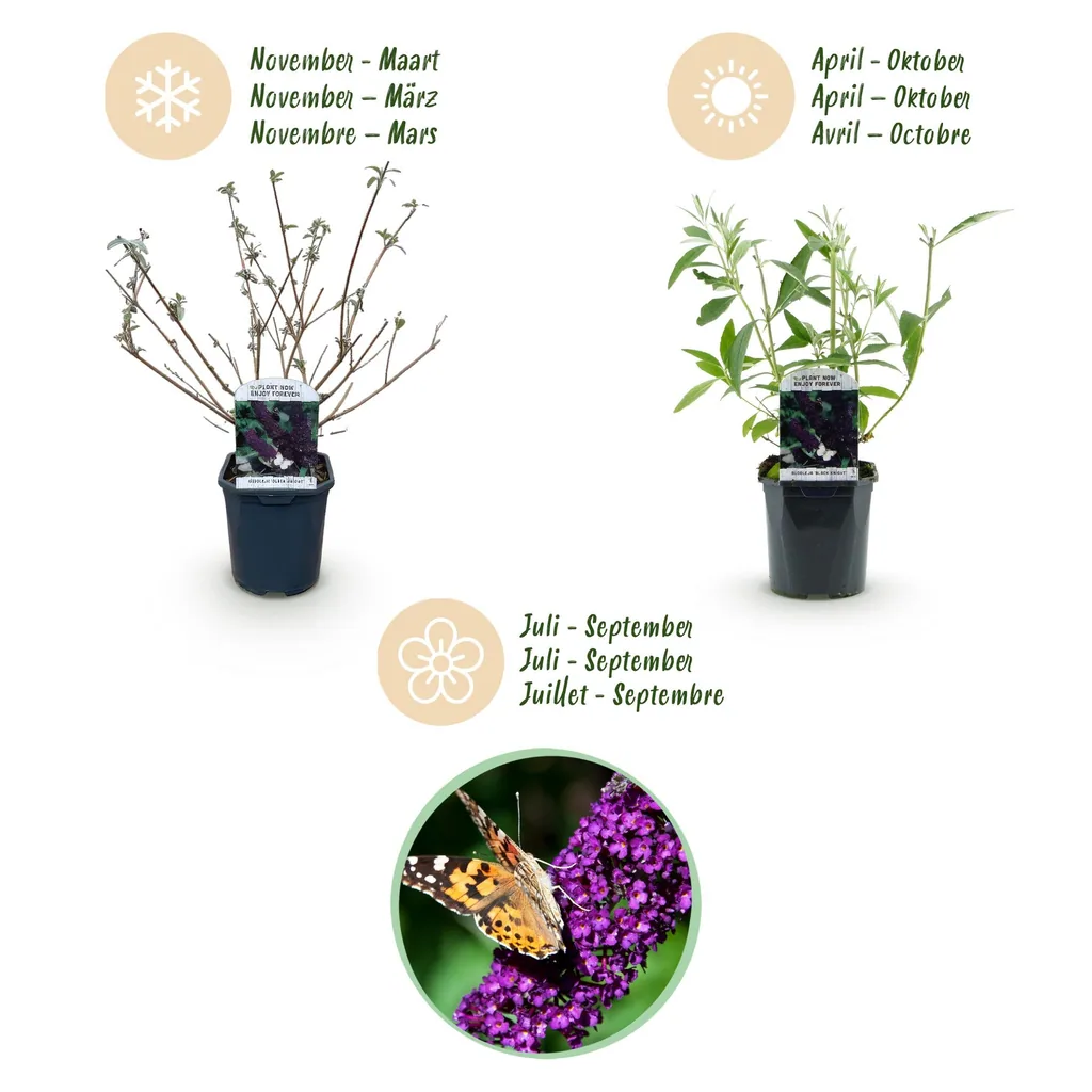 Sommerflieder 'Black Night' (Buddleja davidii) – winterharter Blütenstrauch, Topf-Ø 17 cm, Höhe ca. 45 cm