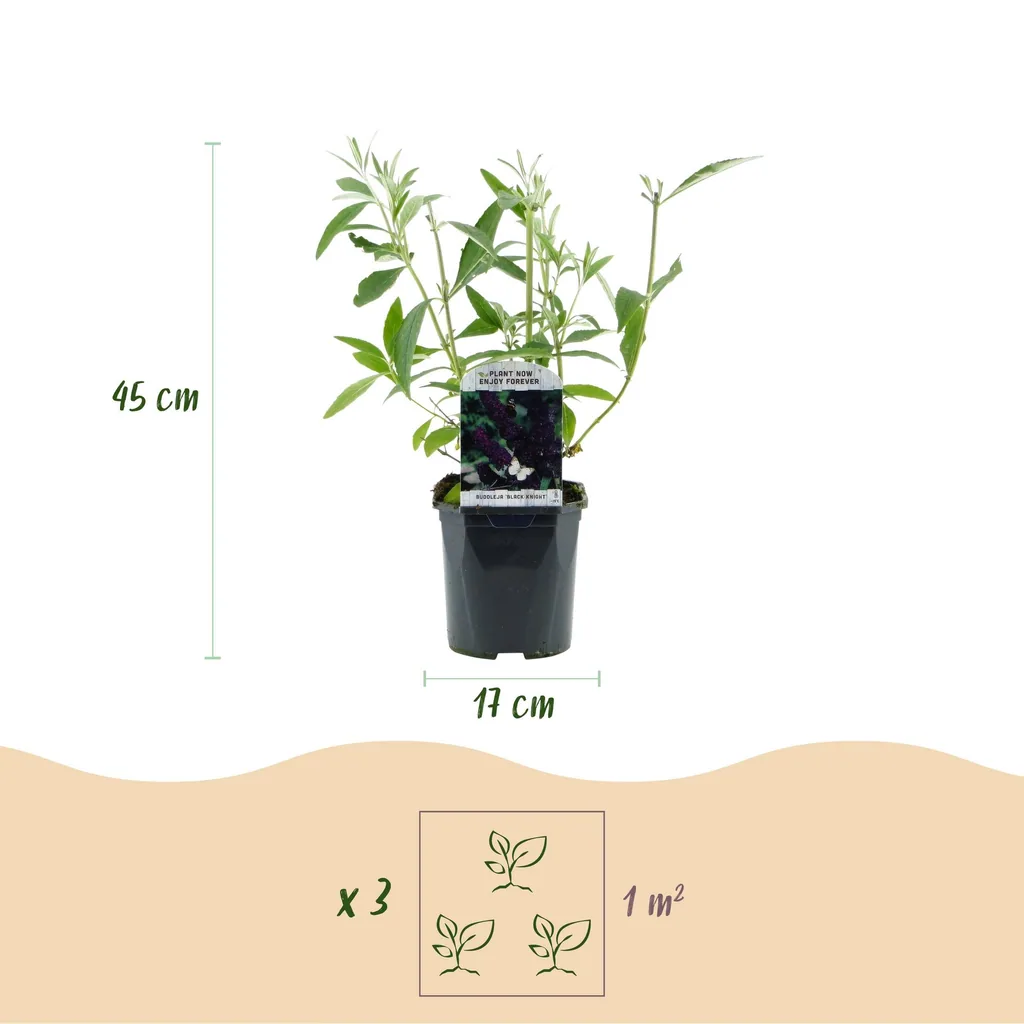 Sommerflieder 'Black Night' (Buddleja davidii) – winterharter Blütenstrauch, Topf-Ø 17 cm, Höhe ca. 45 cm