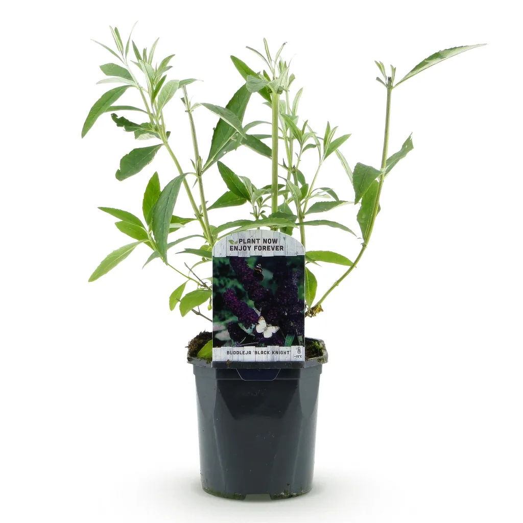 Sommerflieder 'Black Night' (Buddleja davidii) – winterharter Blütenstrauch, Topf-Ø 17 cm, Höhe ca. 45 cm