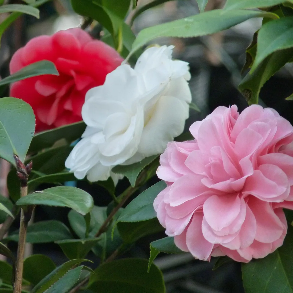 Japanische Kamelie 'Tricolor' (Camellia japonica) – bedingt winterharter Zierstrauch, Topf-Ø 15 cm, Höhe ca. 30 cm