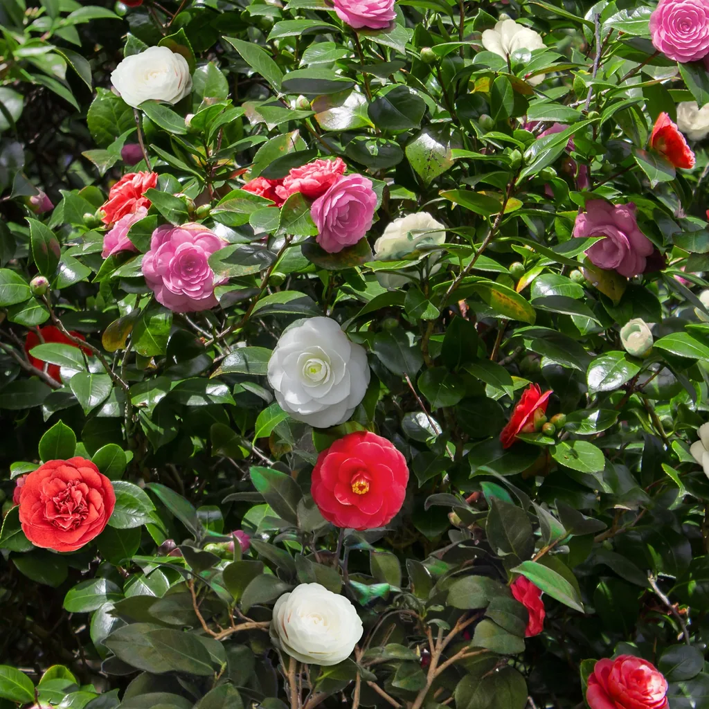 Japanische Kamelie 'Tricolor' (Camellia japonica) – bedingt winterharter Zierstrauch, Topf-Ø 15 cm, Höhe ca. 30 cm