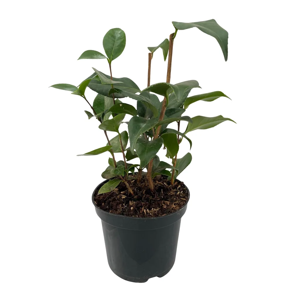 Japanische Kamelie 'Tricolor' (Camellia japonica) – bedingt winterharter Zierstrauch, Topf-Ø 15 cm, Höhe ca. 30 cm