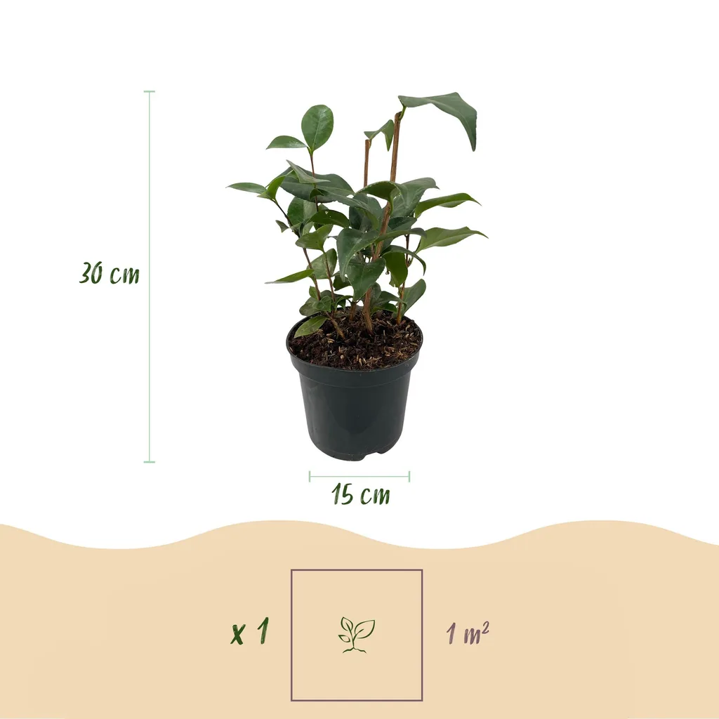 Japanische Kamelie 'Tricolor' (Camellia japonica) – bedingt winterharter Zierstrauch, Topf-Ø 15 cm, Höhe ca. 30 cm