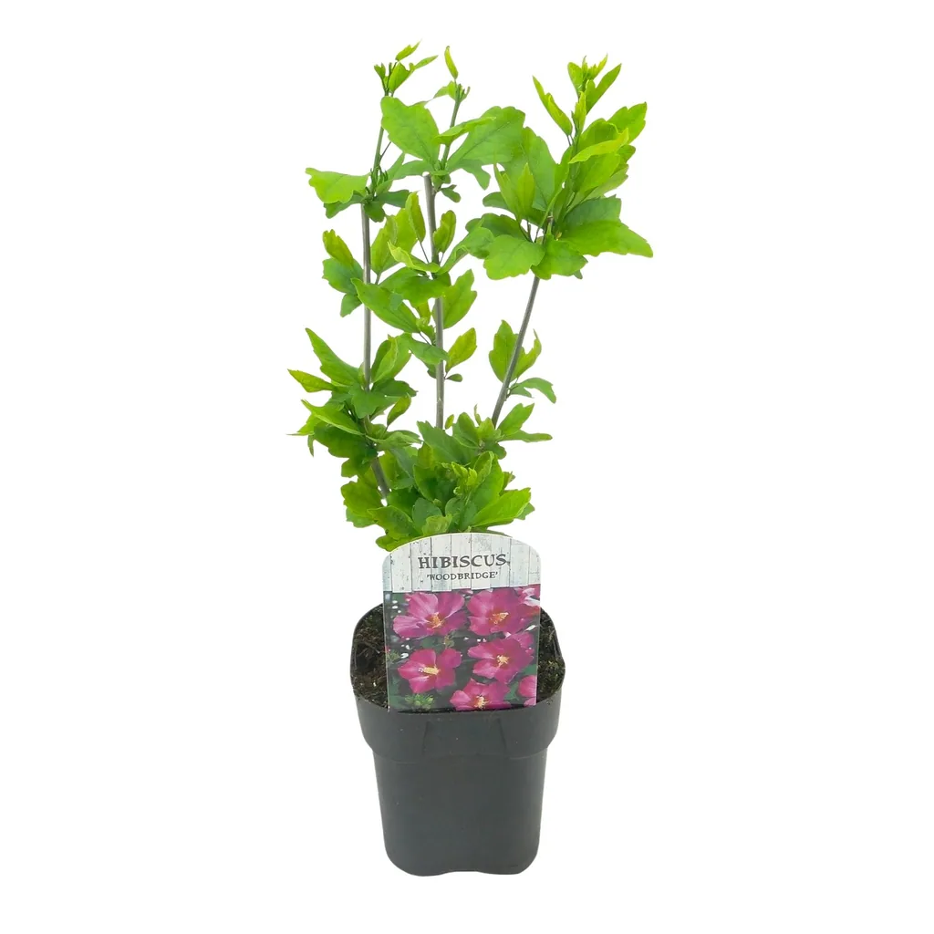 Garteneibisch 'Woodbridge' (Hibiscus syriacus) – winterharter Blütenstrauch, Topf-Ø 17 cm, Höhe ca. 45 cm