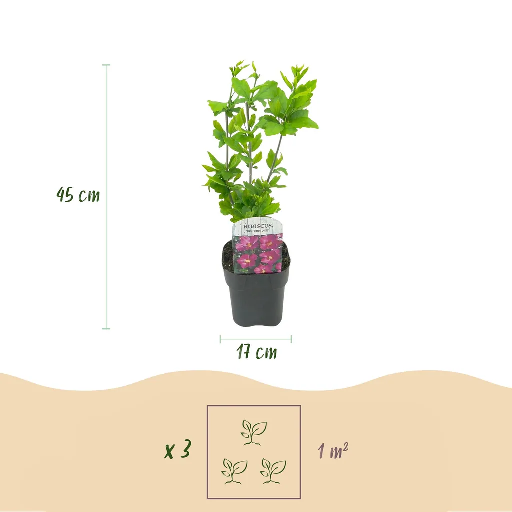 Garteneibisch 'Woodbridge' (Hibiscus syriacus) – winterharter Blütenstrauch, Topf-Ø 17 cm, Höhe ca. 45 cm