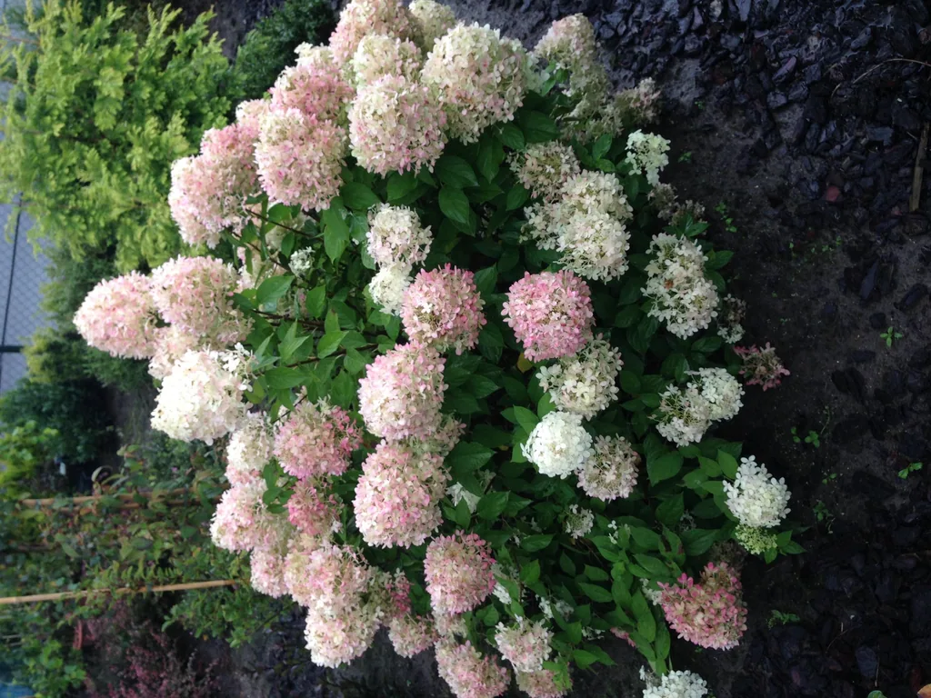 Hortensie 'Limelight' (Hydrangea) – winterharter Blütenstrauch, Topf-Ø 17 cm, Höhe ca. 50 cm