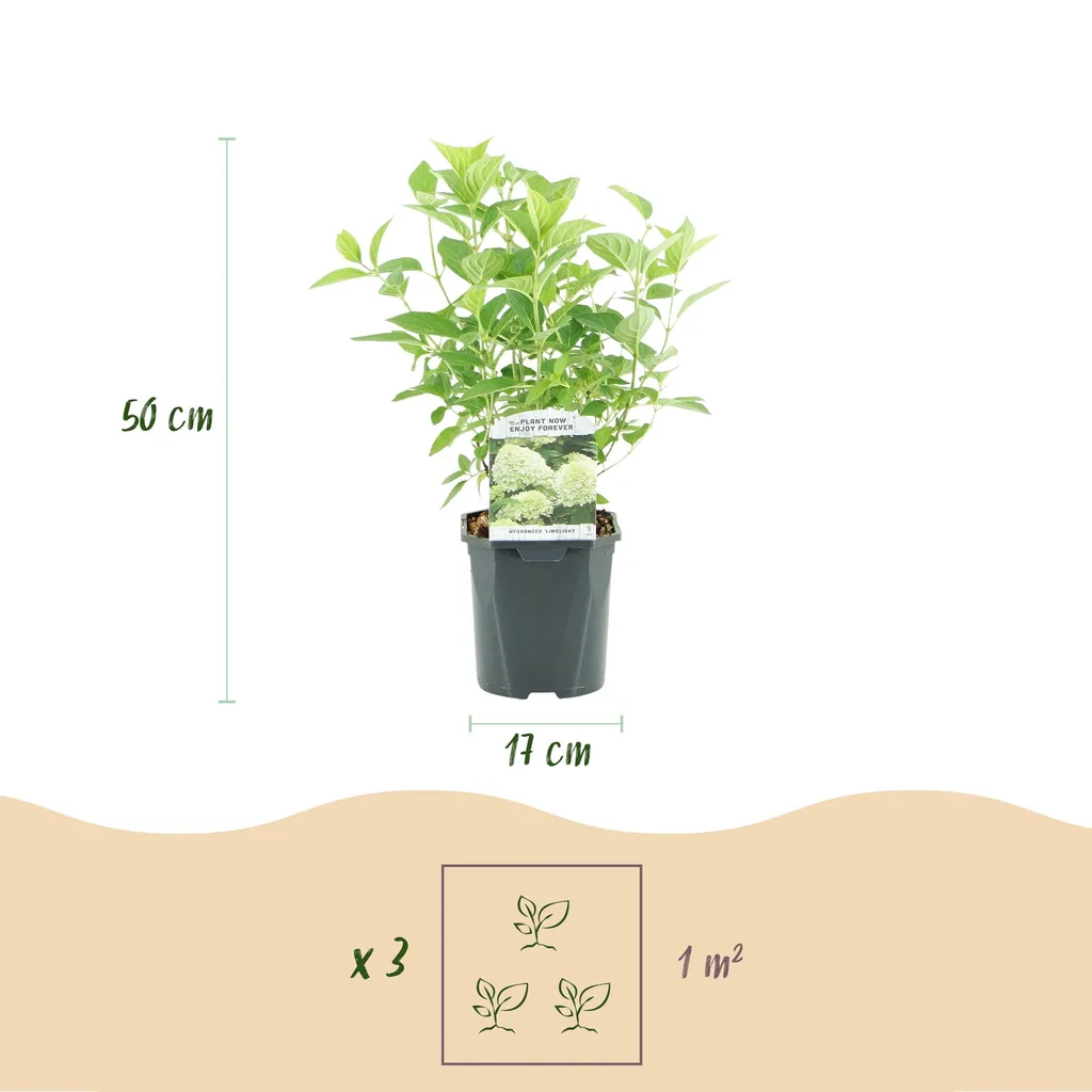 Hortensie 'Limelight' (Hydrangea) – winterharter Blütenstrauch, Topf-Ø 17 cm, Höhe ca. 50 cm