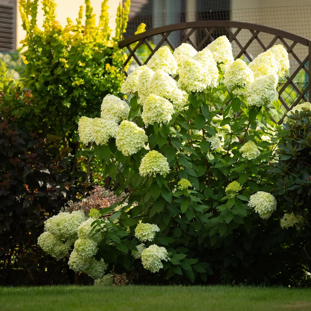 Hortensie 'Limelight' (Hydrangea) – winterharter Blütenstrauch, Topf-Ø 17 cm, Höhe ca. 50 cm
