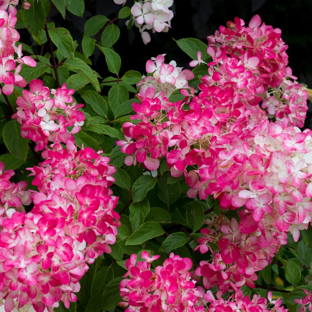 Hortensie 'Pink Diamond' (Hydrangea) – winterharter Blütenstrauch, Topf-Ø 17 cm, Höhe ca. 50 cm