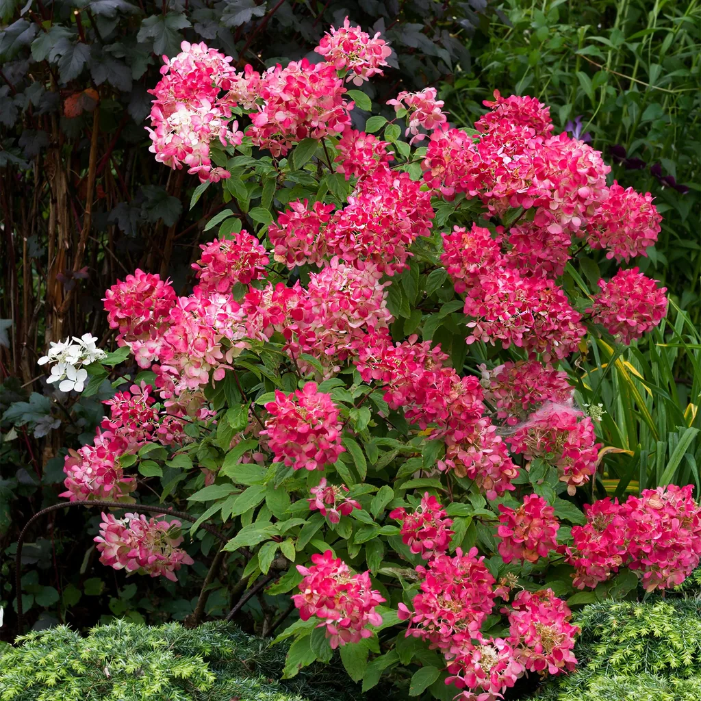 Hortensie 'Pink Diamond' (Hydrangea) – winterharter Blütenstrauch, Topf-Ø 17 cm, Höhe ca. 50 cm